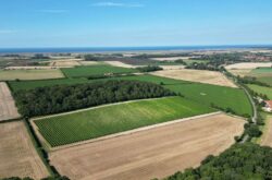 English vineyard with Pinot Noir goes on sale at £1.3m
