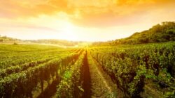 Réchauffement climatique : une aubaine pour la qualité du vin ?