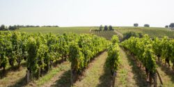 Crise dans le Bordelais : l’arrachage des vignes retardé