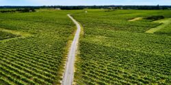 Crise viticole à Bordeaux : feu vert européen au plan d’arrachage de vignes